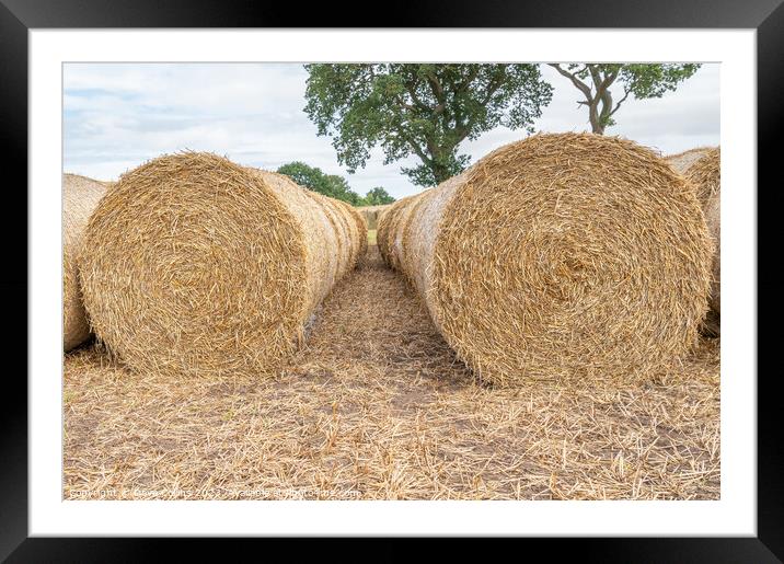 Hay bales lined up after the harvest in the UK Framed Mounted Print by Dave Collins