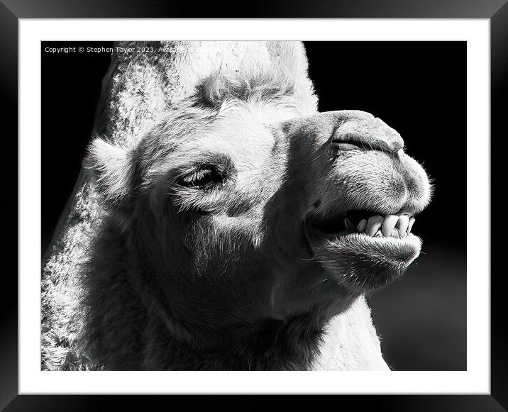Smile  Framed Mounted Print by Stephen Taylor