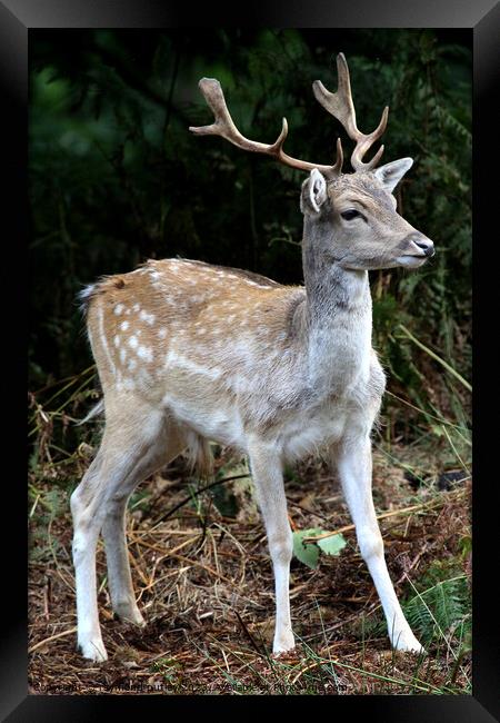 Sika Deer Framed Print by Ray Putley