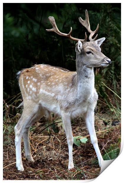 Sika Deer Print by Ray Putley