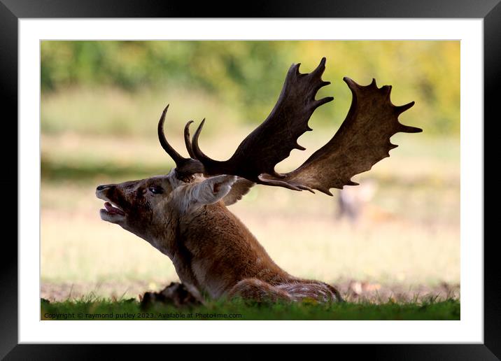 Fallow deer Framed Mounted Print by Ray Putley