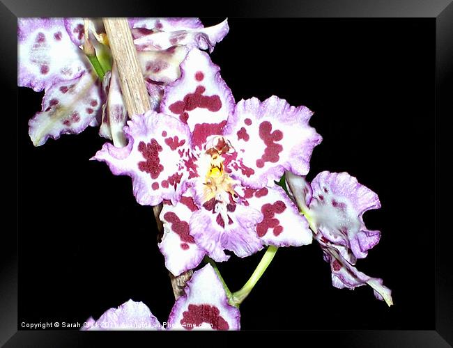 Purple  Orchid Flower Framed Print by Sarah Clark