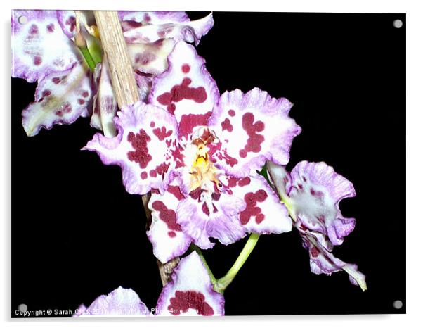 Purple  Orchid Flower Acrylic by Sarah Clark