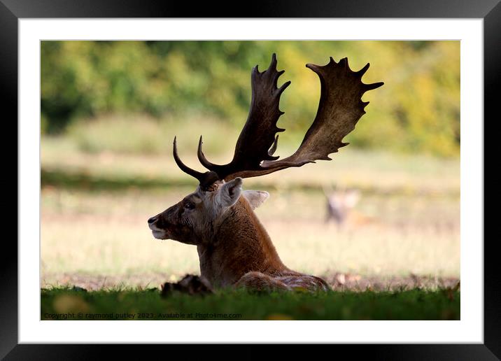 Fallow Deer Framed Mounted Print by Ray Putley
