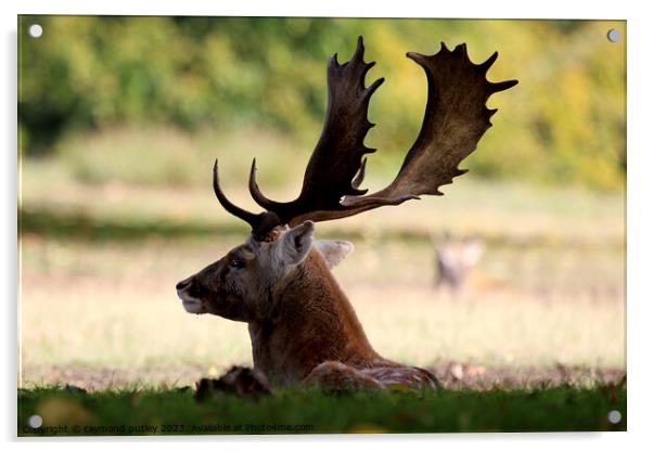 Fallow Deer Acrylic by Ray Putley