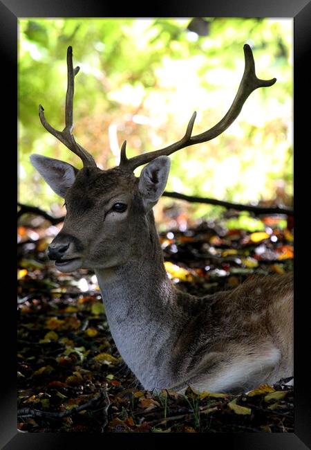 Sika deer Framed Print by Ray Putley