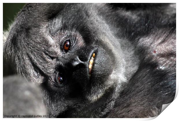 Javan Gibbon Print by Ray Putley