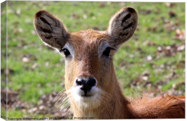 Defassa Waterbuck Canvas Print by Ray Putley