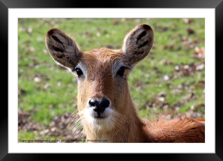 Defassa Waterbuck Framed Mounted Print by Ray Putley