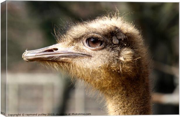 Ostrich Canvas Print by Ray Putley