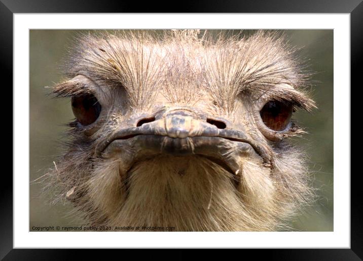 Ostrich Framed Mounted Print by Ray Putley