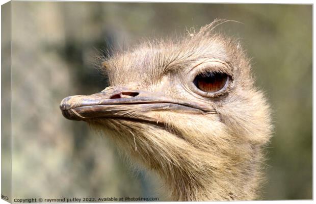 Ostrich Canvas Print by Ray Putley