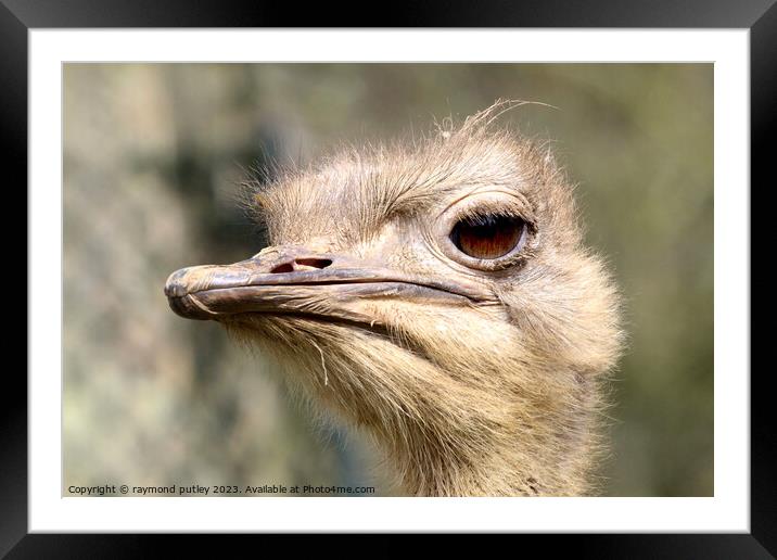 Ostrich Framed Mounted Print by Ray Putley
