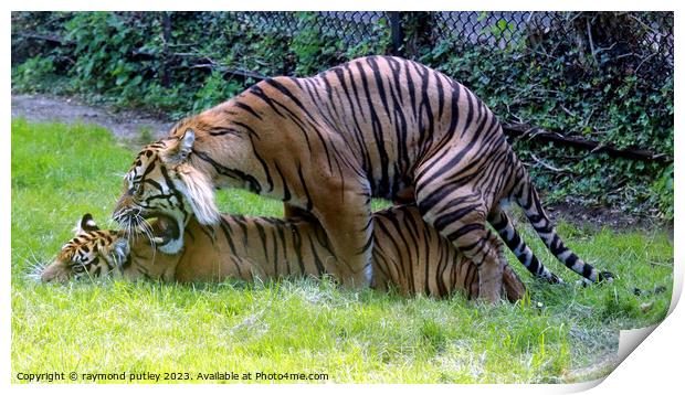 Sumatran Tiger Print by Ray Putley
