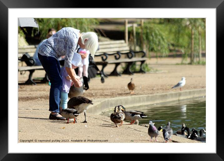 Feeding the Ducks Framed Mounted Print by Ray Putley