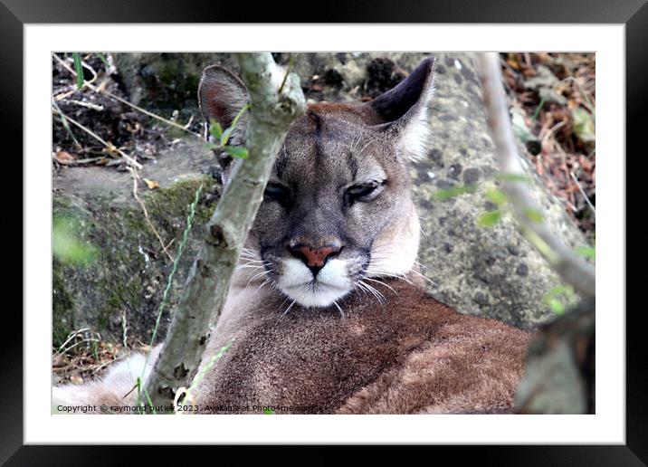 Puma Big Cat Framed Mounted Print by Ray Putley
