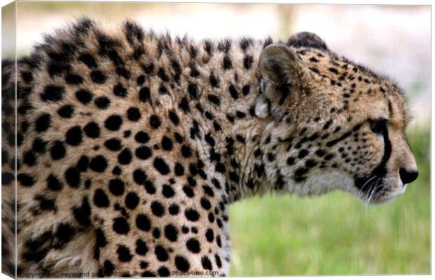 Cheetah on the prowl Canvas Print by Ray Putley