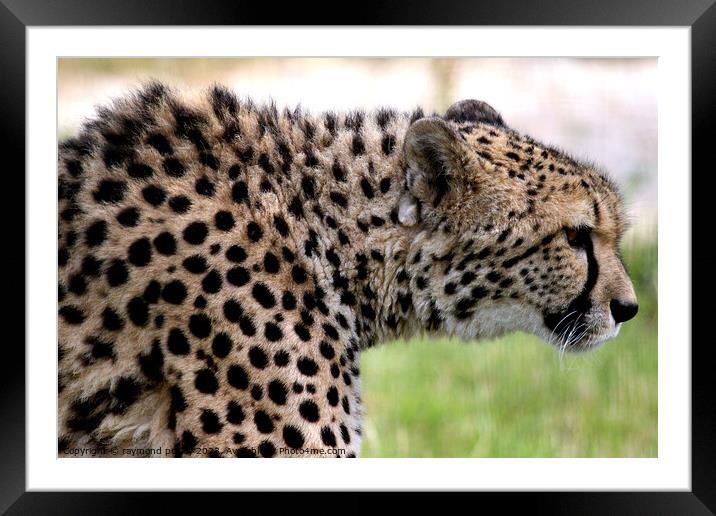 Cheetah on the prowl Framed Mounted Print by Ray Putley