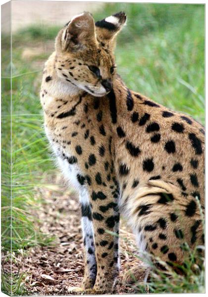Serval  Canvas Print by Ray Putley