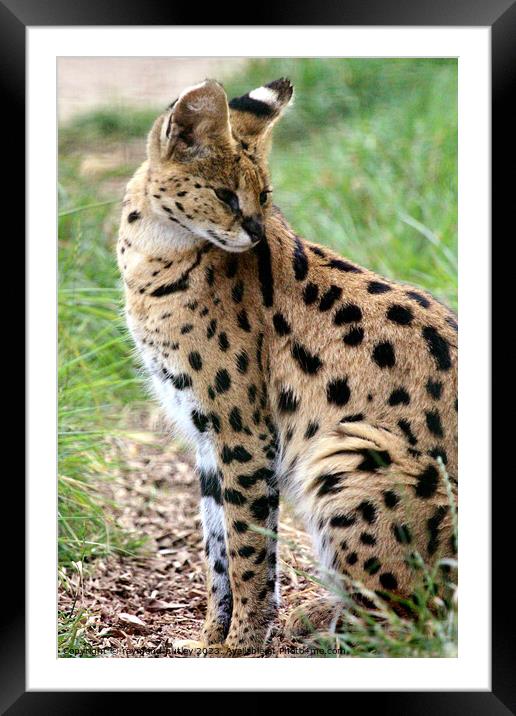 Serval  Framed Mounted Print by Ray Putley