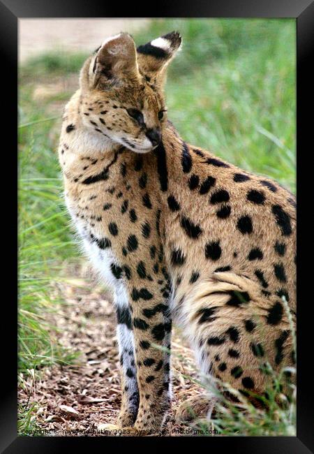 Serval  Framed Print by Ray Putley