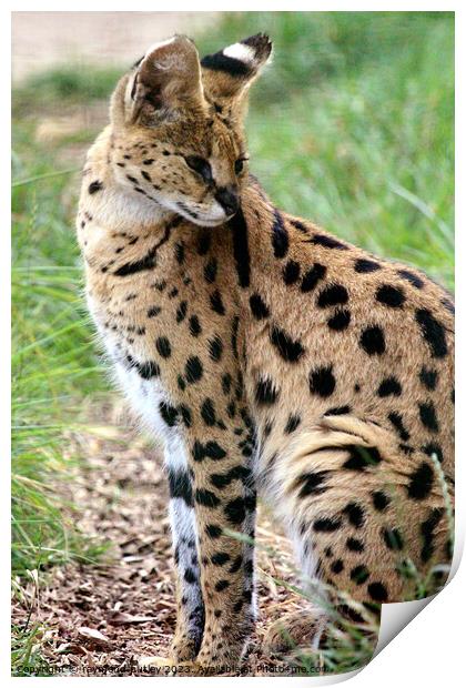 Serval  Print by Ray Putley