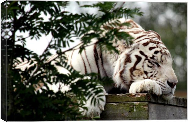 White Tiger  Canvas Print by Ray Putley
