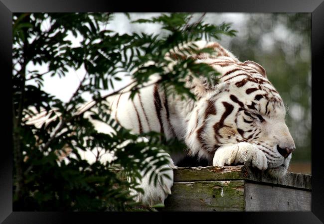 White Tiger  Framed Print by Ray Putley