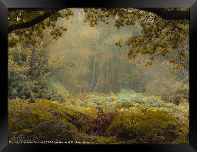 Enchanted Forest Solitude Framed Print by Alan Dunnett