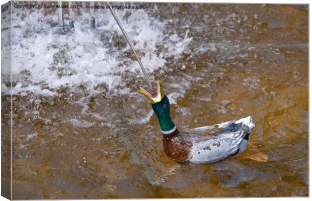 A Penny on the Duck's Back Canvas Print by Sally Wallis