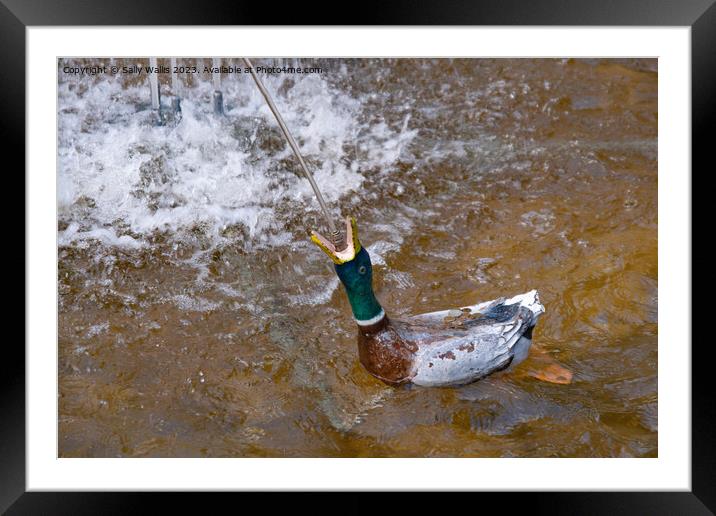 A Penny on the Duck's Back Framed Mounted Print by Sally Wallis