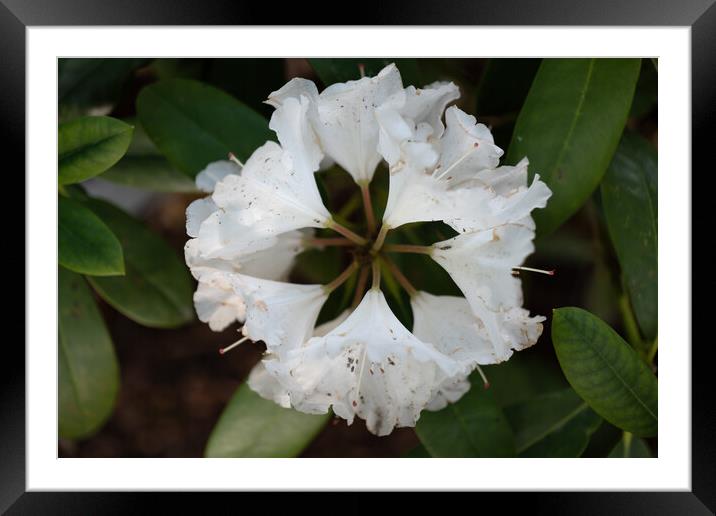 Rhododendron Yakushimanum Nakai White Flower Framed Mounted Print by Artur Bogacki