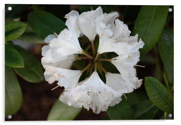 Rhododendron Yakushimanum Nakai White Flower Acrylic by Artur Bogacki