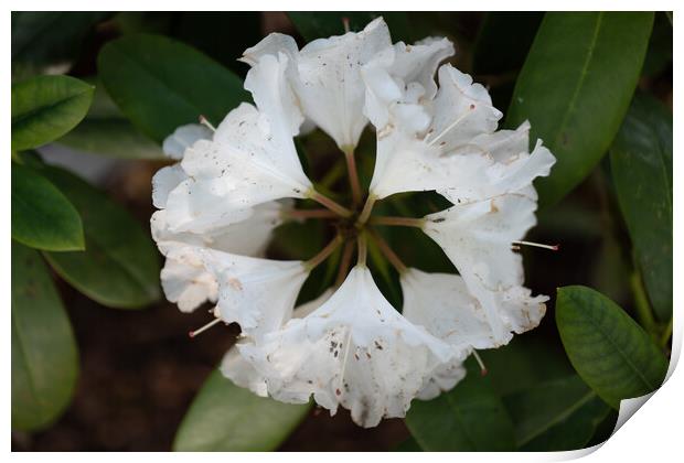 Rhododendron Yakushimanum Nakai White Flower Print by Artur Bogacki