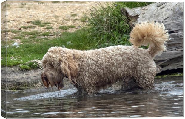 Shaggy Cockerpoo dog soaking wet Canvas Print by Kevin White