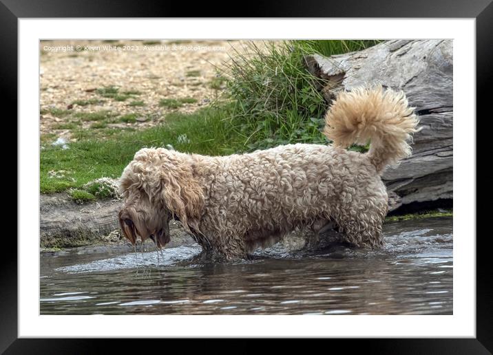 Shaggy Cockerpoo dog soaking wet Framed Mounted Print by Kevin White