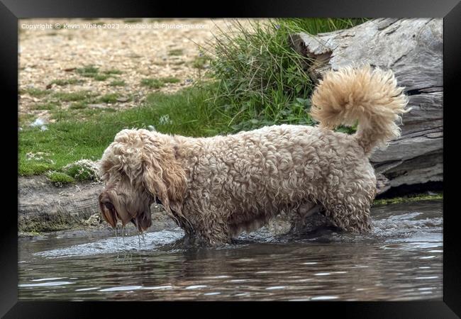 Shaggy Cockerpoo dog soaking wet Framed Print by Kevin White