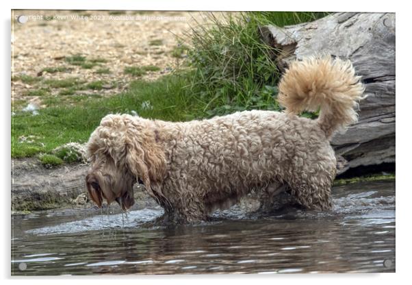 Shaggy Cockerpoo dog soaking wet Acrylic by Kevin White