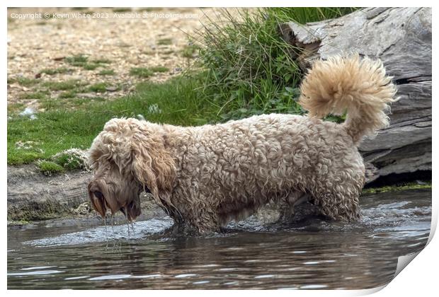 Shaggy Cockerpoo dog soaking wet Print by Kevin White