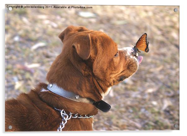 dog and butterfly Acrylic by john kolenberg