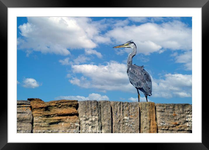 'Burghead's Grey Heron: A Feathered Emissary' Framed Mounted Print by Tom McPherson