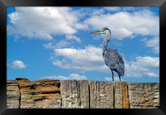 'Burghead's Grey Heron: A Feathered Emissary' Framed Print by Tom McPherson