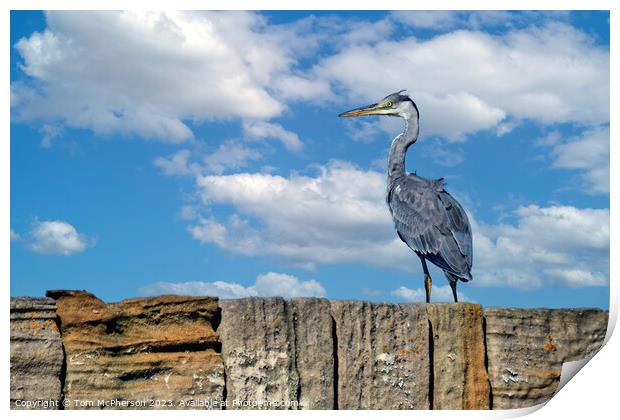 'Burghead's Grey Heron: A Feathered Emissary' Print by Tom McPherson