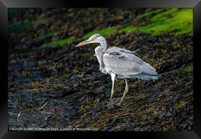 Elegance Personified: The Grey Heron Framed Print by Tom McPherson