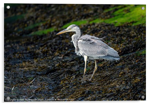 Elegance Personified: The Grey Heron Acrylic by Tom McPherson