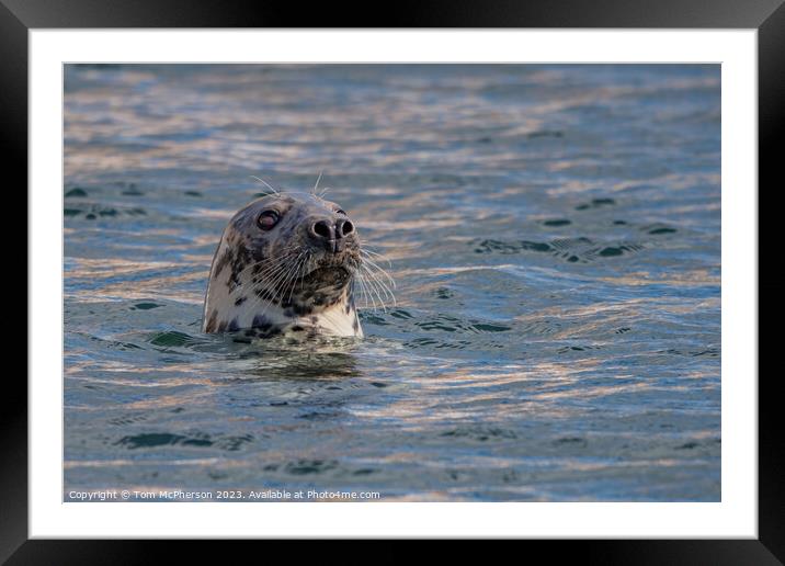 Atlantic Grey Seal: Nature's Marine Marvel Framed Mounted Print by Tom McPherson