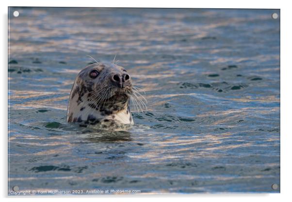 Atlantic Grey Seal: Nature's Marine Marvel Acrylic by Tom McPherson