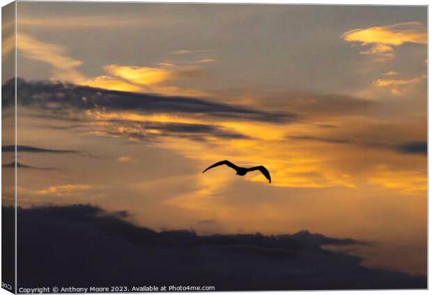 Twilight Flight: A Bird's Aerial Dance Canvas Print by Anthony Moore
