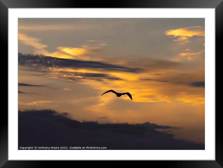 Twilight Flight: A Bird's Aerial Dance Framed Mounted Print by Anthony Moore