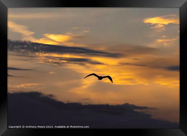 Twilight Flight: A Bird's Aerial Dance Framed Print by Anthony Moore
